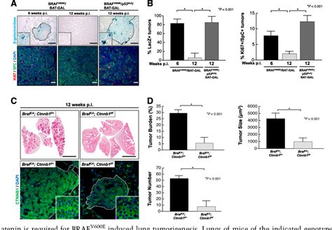 Figure From Diminished Wnt Catenin C Myc Signaling Is A Barrier