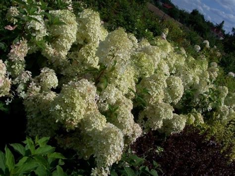 Hortensja Bukietowa Phantom Na Pniu Hydrangea Paniculata C5pa70cm