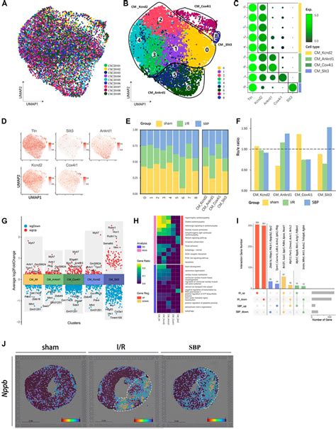 Frontiers Single Nucleus Ribonucleic Acid Sequencing And Spatial