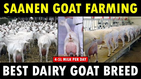 Saanen Goat Farming Best Dairy Goat Breed Best Goat Breed For Milk