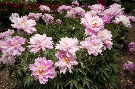 Hello Ann Arbor City Takes On Pet Stores See The Peonies In Bloom