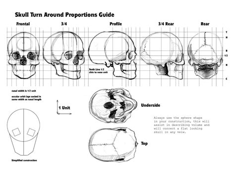 Drawing Anatomy Skull Proportions Boney Landmarks Human Skull