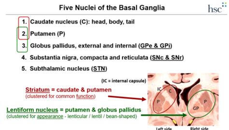 L11. Motor Control 2- Basal Ganglia Flashcards | Quizlet