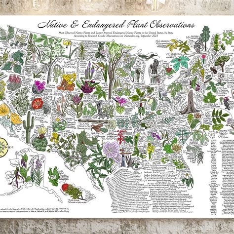 US Native & Endangered Plant Map - Steady Hand Maps