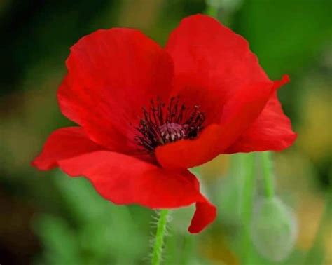 Graines De Pavot Rouge Etsy France Poppy Flower Seeds Flower