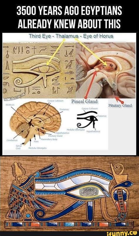 Pineal Gland Third Eye Of Horus