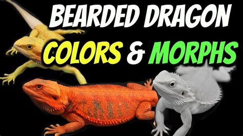 Bearded Dragon Color Chart A Visual Reference Of Charts Chart Master