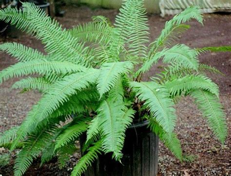 Beautiful Ferns For Containers That You Can Grow Indoors And Outdoors