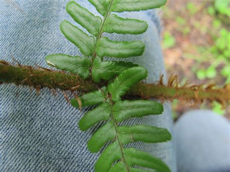 Geschubde Mannetjesvaren Dryopteris Affinis