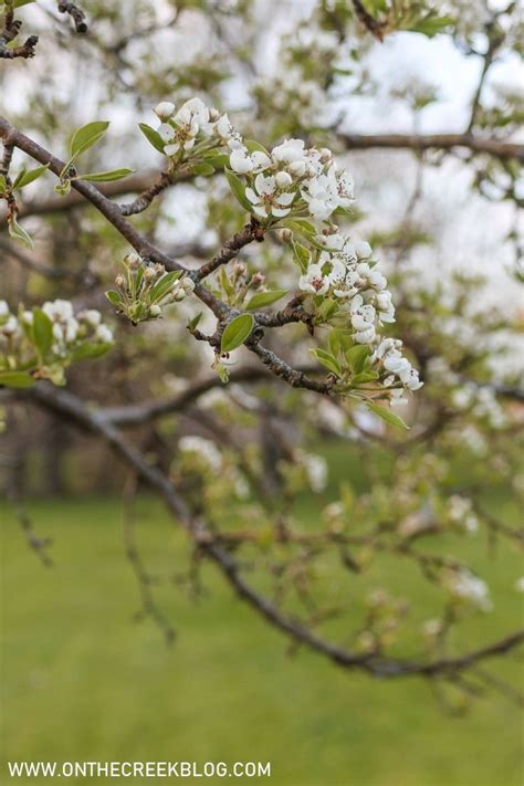 Pear Blossoms + Bartlett Pear Recipes | Pear blossom, Pear recipes, Bartlett pears