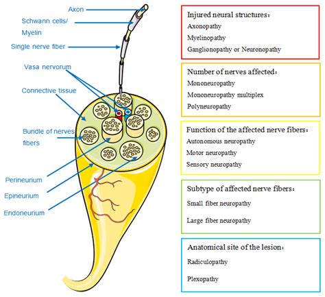 Diagnostics Free Full Text Clinical Manifestations Pathogenesis Diagnosis And Treatment Of