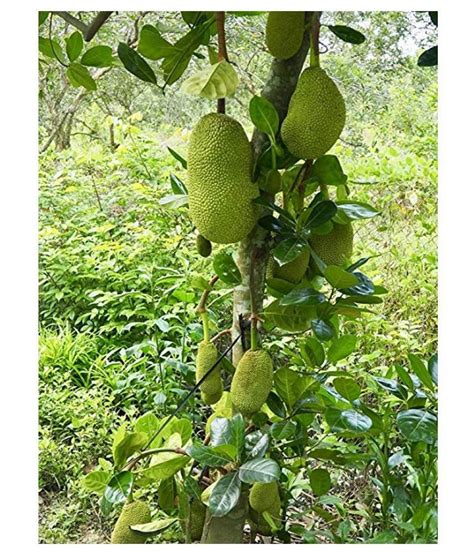 Creative Farmer Vietnam Super Early Jackfruit Plant Home Plant High