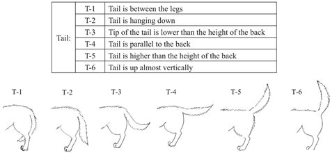 11 Dog Tail Shapes And 10 Impressive Facts About Dog Tail √ The Secrets