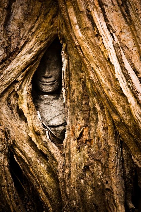 Face In Tree At Ta Prohm Temple Tree Faces Weird Trees Unique Trees