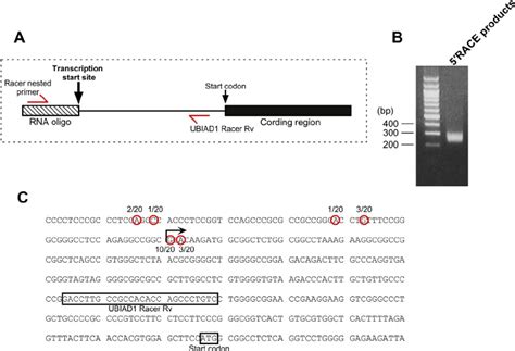 Rapid Ampli Fi Cation Of Cdna Ends Race Analysis Of The Human