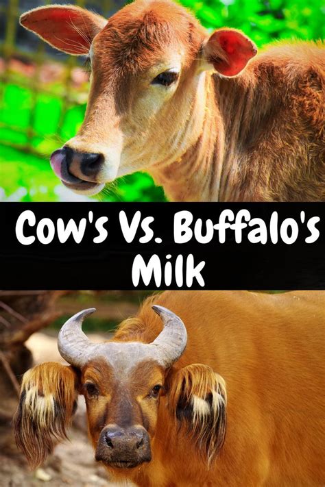 Buffalos Milk Health Benefits Cows Milk Vs Buffalos Milk Comparision With Table Milk