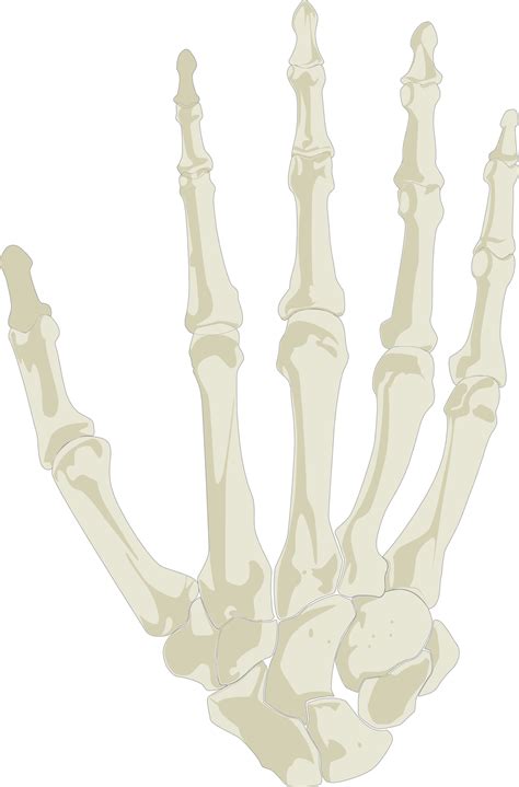 Download This Free Icons Png Design Of Hand Skeleton Hd Transparent