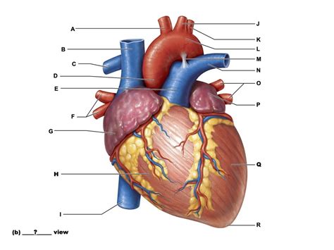 Heart External Anterior Diagram Quizlet