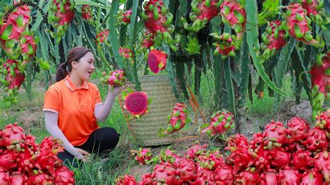 Harvest Dragon Fruit And Goes To The Market Sell Vietnamese