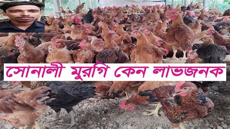 সোনালি মুরগির দাম জানুন Sonali Murgi Farming Hen Farming