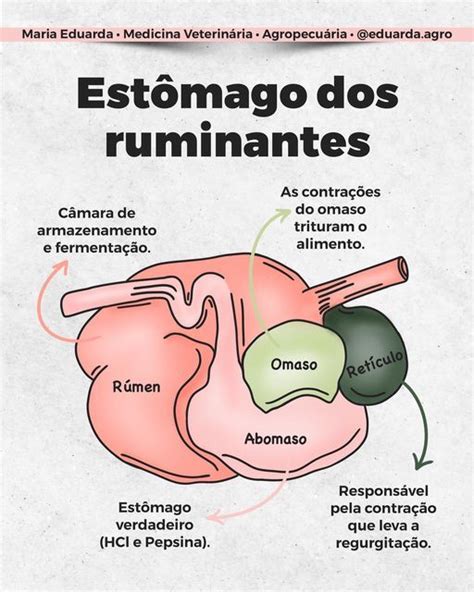 Maria Eduarda Med Vet e Agropecuária on Instagram Anatomia do