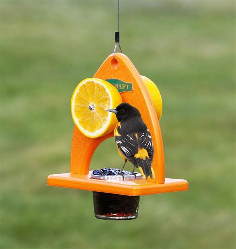 Bird Feeders for Baltimore Orioles