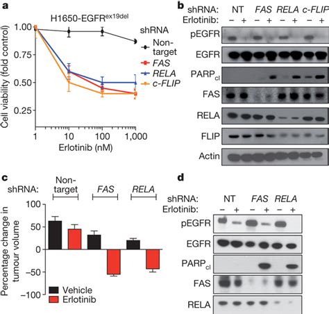 Suppression Of The Fas Nf B Pathway Enhances Egfr Tki Response In