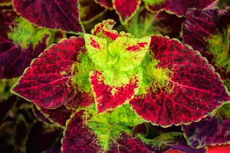 Top Houseplants With Red And Green Leaves Adorn Your Home