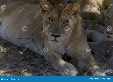 Closeup Shot Of A Lion Laying On The Ground While Looking At The Camera