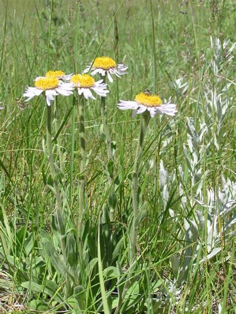 Erigeron Ochroleucus 2112