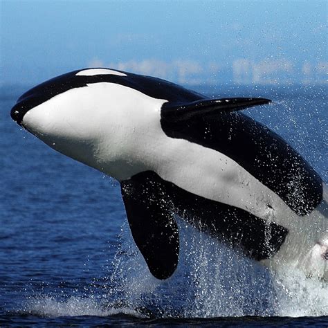 Killer Whale National Geographic