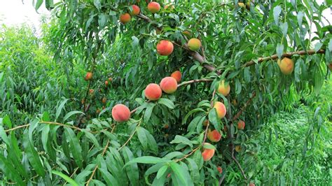 How To Plant Grow And Care For ‘contender’ Peach Trees