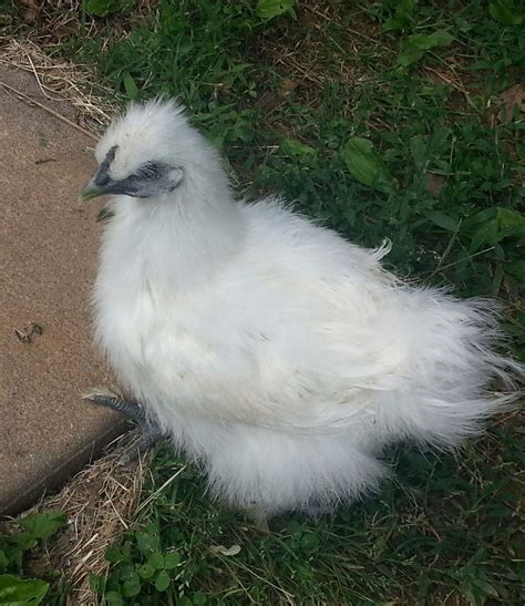 8 Week Old Silkys Hens Roosters Backyard Chickens Learn How To