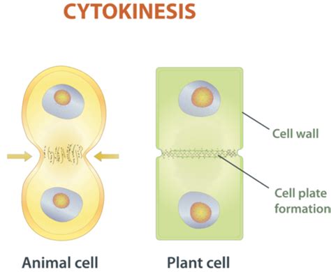 How Is Plant Cell Cytokinesis Different From Animal Cell Cytokinesis