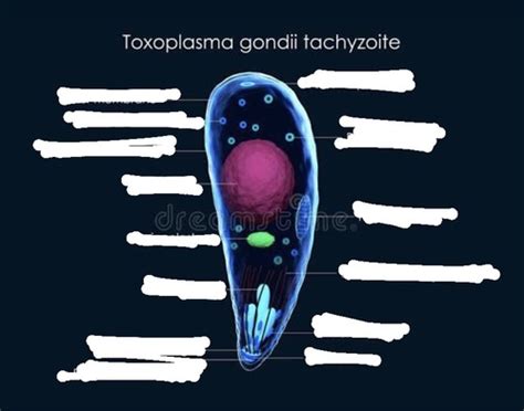 Parasitology Toxoplasma Gondii Flashcards Quizlet