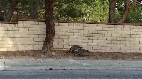 Raccoons In Storm Drain Youtube