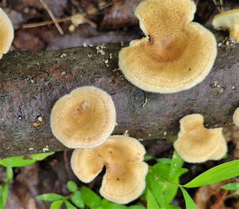 Maryland Biodiversity Project Record Id