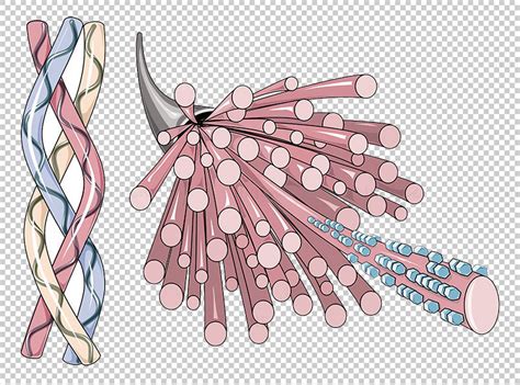 Collagen Vector Scientific Illustration