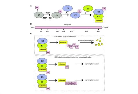 Diagrammatic Sketch Of The Ubiquitin Cascade And E Classification