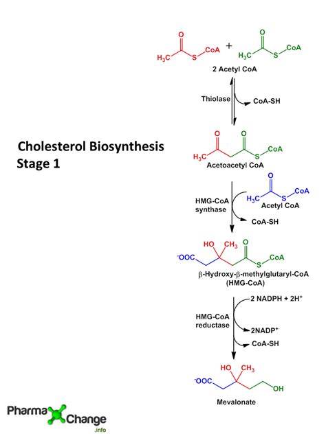 Cholesterol Synthesis