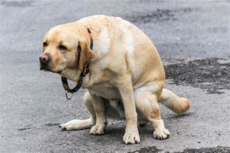 Perché il cane ha mal di pancia e trema Ecco cosa fare