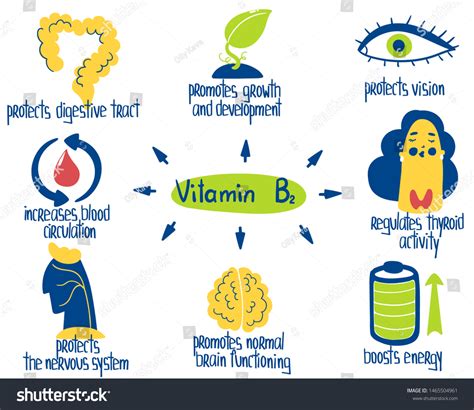 Hand Drawn Vitamin B2 Riboflavin Benefits Stock Vector Royalty Free 1465504961 Shutterstock