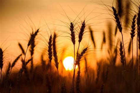 94200 Wheat Sunset Stock Photos Pictures And Royalty Free Images Istock