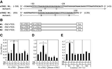 Thyroid Hormone And Coup Tf1 Regulate Kallikrein Binding Protein Kbp Gene Expression