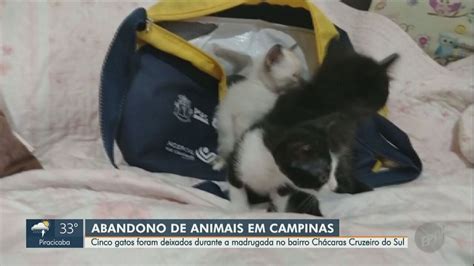 Câmera Flagra Abandono De Cinco Gatinhos Deixados Em Bolsa Térmica Em