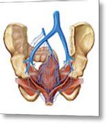 Venous System Of The Pelvis Photograph By Asklepios Medical Atlas