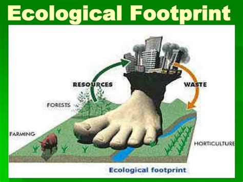 Ppt Ecological Footprint Powerpoint Presentation Free Download Id 6047374