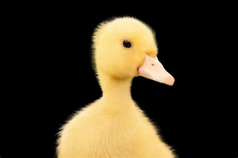 Yellow Duck Background