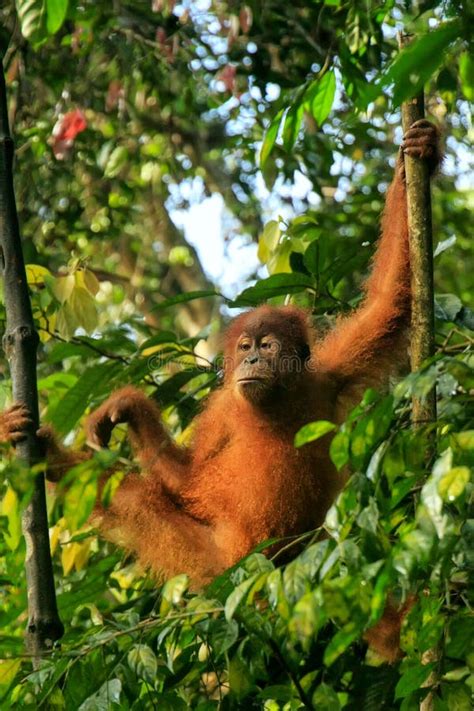 Young Sumatran Orangutan Sitting On Trees In Gunung Leuser National