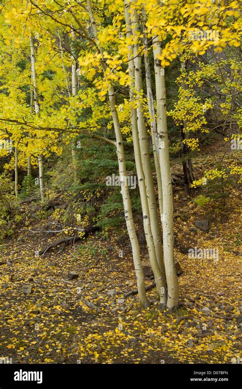 Quaking Aspen Populus Tremuloides In Fall Colors On A Windy Day In